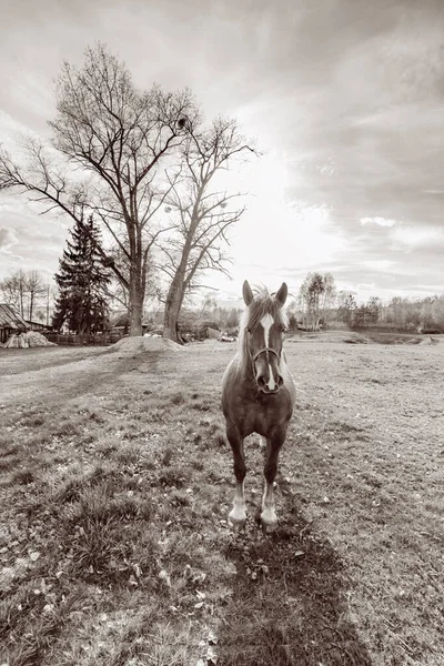 Beau Paysage Rural Avec Cheval Sur Herbe Printemps Coucher Soleil — Photo