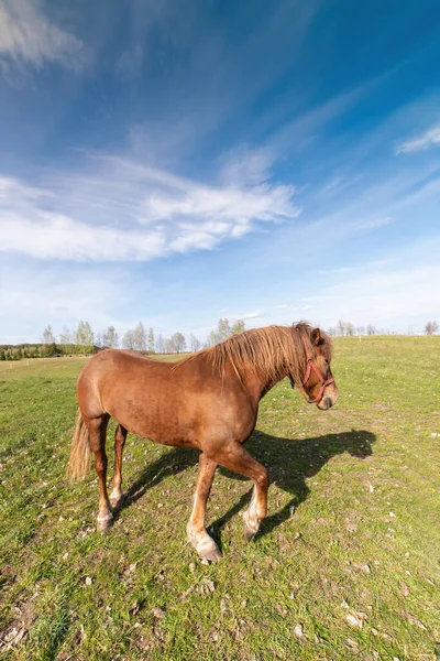 Beau Paysage Rural Avec Cheval Sur Herbe Printemps Coucher Soleil — Photo