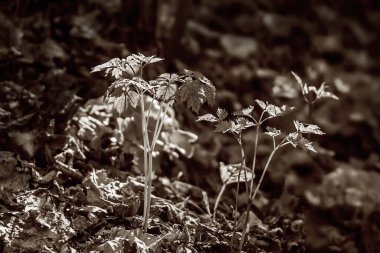 İlkbahar günışığında ormanda filizlenir. Kapatın. Siyah beyaz.