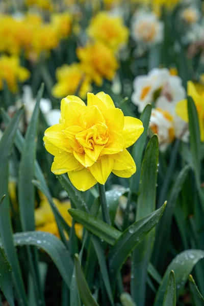 Narcisse Daffodile Dorée Narcisse Amarylli Daeceae Fleurs Printemps Après Pluie — Photo
