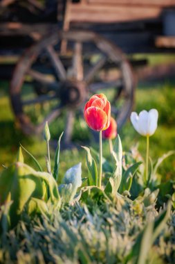 Kırmızı ve beyaz laleler bahar sabahında eski araba tekerleğinin önünde.