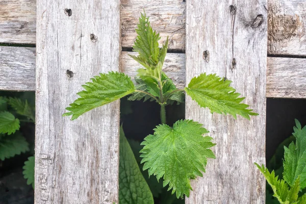 Nettles Wooden Fence Morning Spring Close — Stock Photo, Image