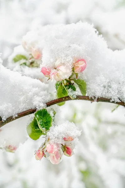 Ramo Macieira Com Flores Neve Maio Fechar — Fotografia de Stock