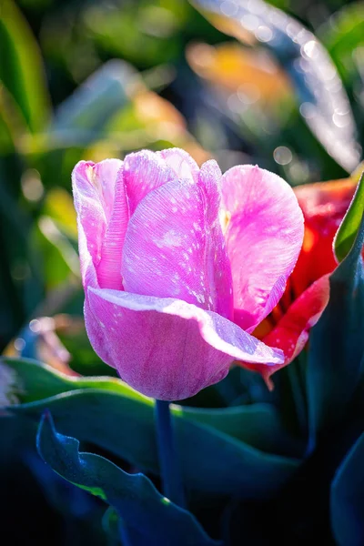 Цветок Розового Тюльпана Весной Закрыть — стоковое фото