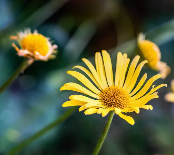 Doronicum Orientale Musujące Żółte Stokrotne Kwiaty Wiosennym Ogrodzie Close — Zdjęcie stockowe