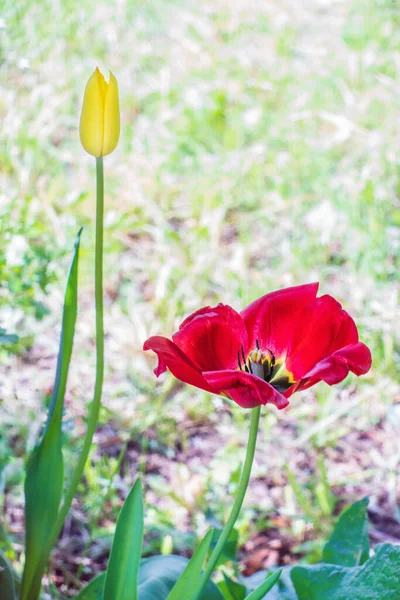 Молодые Желтые Сухие Красные Цветущие Цветы Тюльпана Макро — стоковое фото