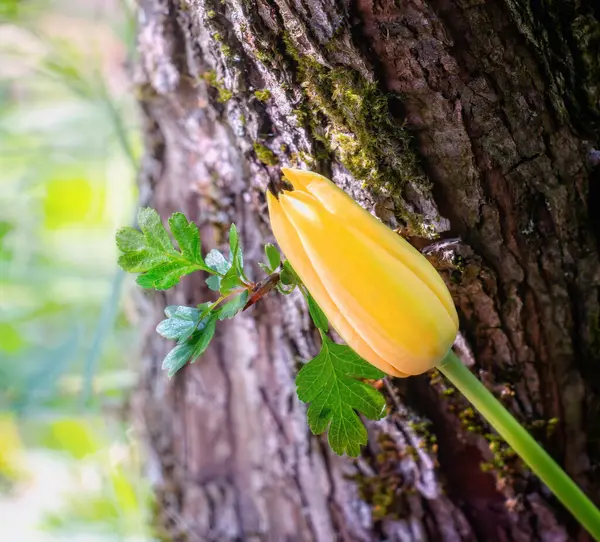 Желтый Тюльпан Стебле Облепихи Мелкими Листьями Острым Шипом Закрыть — стоковое фото