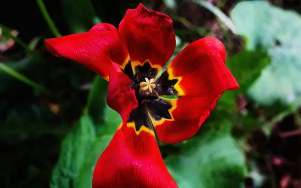 Tulipán Rojo Marchitado Vista Superior Primer Plano — Foto de Stock