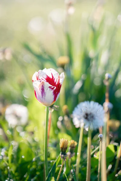 Flor Roja Tulipán Blanco Amanecer Prado Primavera Cerca — Foto de Stock