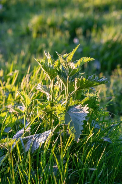 Nettles Meadow Spring Sunset Close — Stock Photo, Image