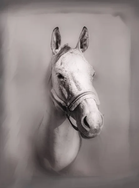 Beautiful portrait of horse with bridle. Black white.