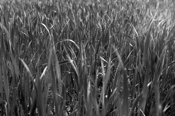 Чорно Біле Культивування Поля Молодої Пшениці Вранці Близько Тла — стокове фото