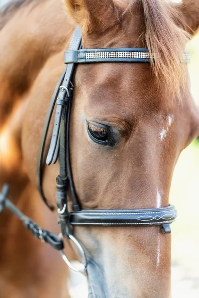 Belo Retrato Cavalo Marrom Com Freio — Fotografia de Stock