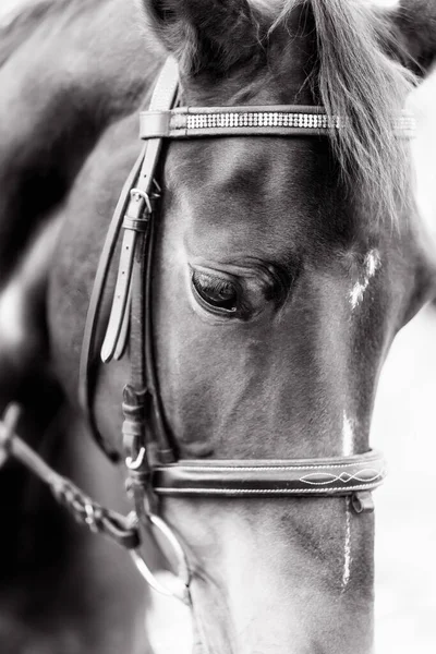 Schönes Porträt Eines Pferdes Mit Zaumzeug Schwarz Weiß — Stockfoto