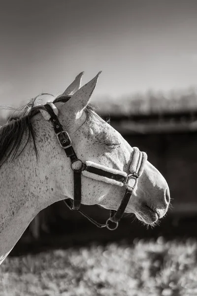 Belo Retrato Cavalo Com Freio Preto Branco — Fotografia de Stock