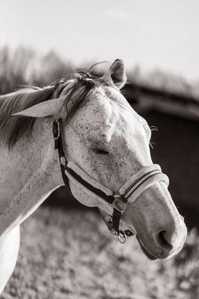 Belo Retrato Cavalo Com Freio Preto Branco — Fotografia de Stock