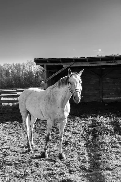 Belo Cavalo Branco Com Freio Uma Fazenda Preto Branco — Fotografia de Stock