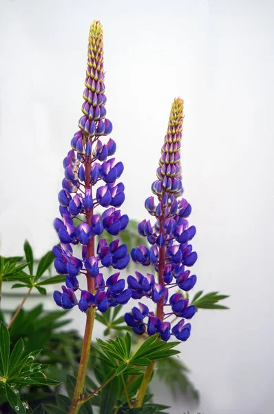 Lupine Floresce Prado Primavera — Fotografia de Stock