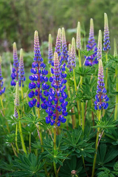 Lupin Blommar Ängen Våren — Stockfoto