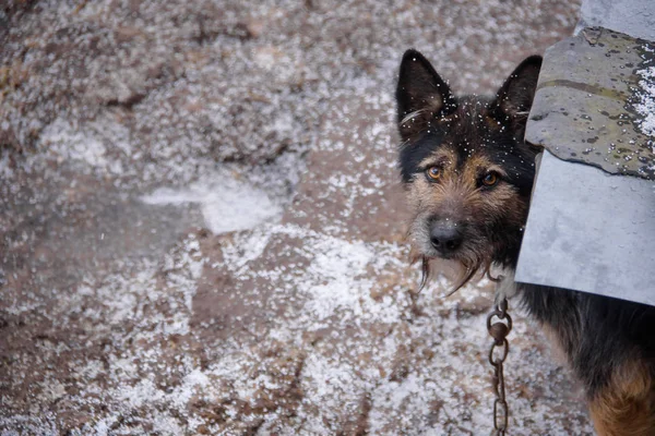 dog in a kennel under snow