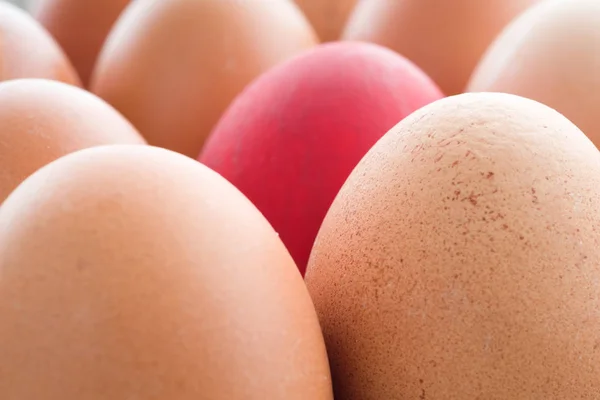 Eggs in the magazine with a single red egg. Close-up. toning