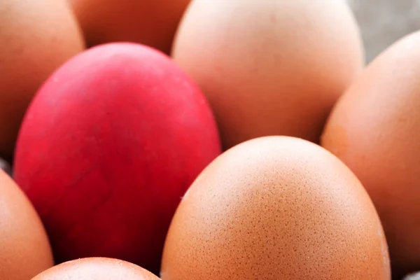 Eggs in the magazine with a single red egg. Close-up
