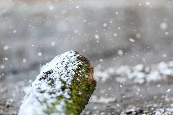 It is snowing - cold weather and frosts at the beginning of the season