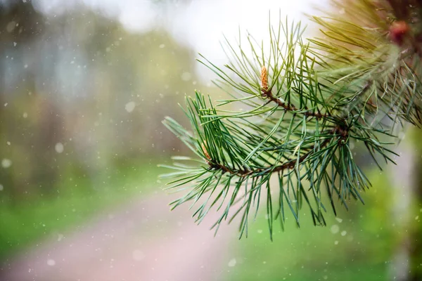 branch of a coniferous tree with a cone close - up - rainy weather.