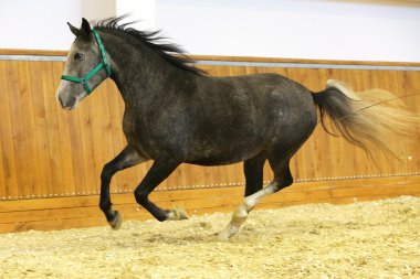 Binici dörtnala safkan at