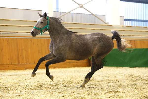 Kör lipizzaner häst i tomma ridhuset — Stockfoto