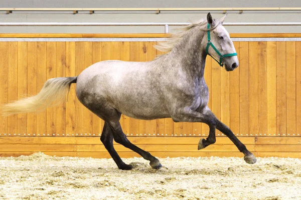 Puro sangue lipizzan cavalo canter vazio equitação hall — Fotografia de Stock