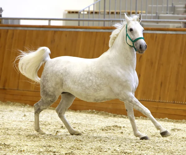 Correr caballo lipizzaner en la sala de equitación vacía — Foto de Stock