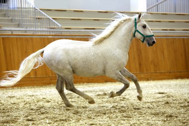 Arena dörtnala elit lipizzan at 