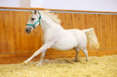 Safkan lipizzaner yalnız hall sürme boş çalışır