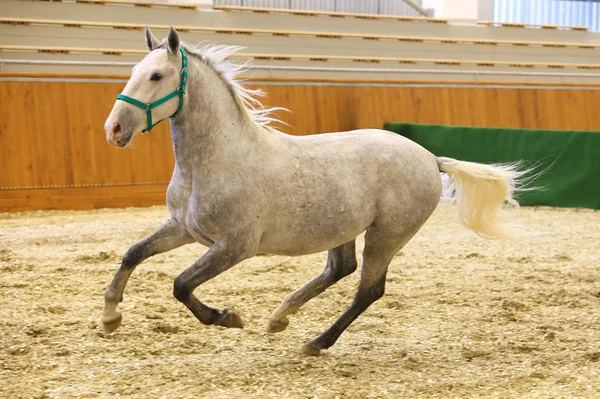 Cinza colorido jovem lipizzan cavalo galopando no salão de equitação — Fotografia de Stock