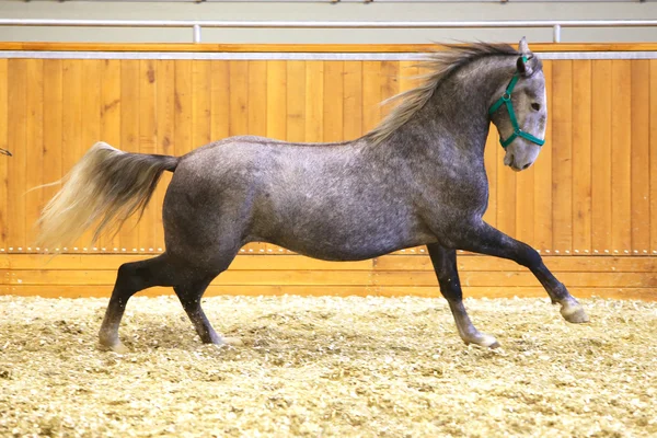 Elite lipizzan cavalo galopando através da arena — Fotografia de Stock