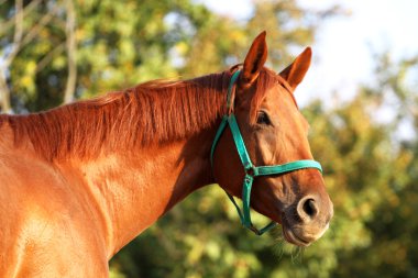 Yan görünümü baş shot genç bir kestane at