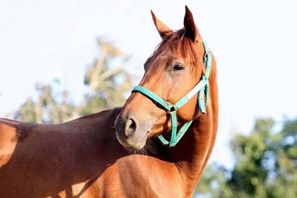 Pur-sang jeune cheval posant sur fond bleu ciel naturel — Photo