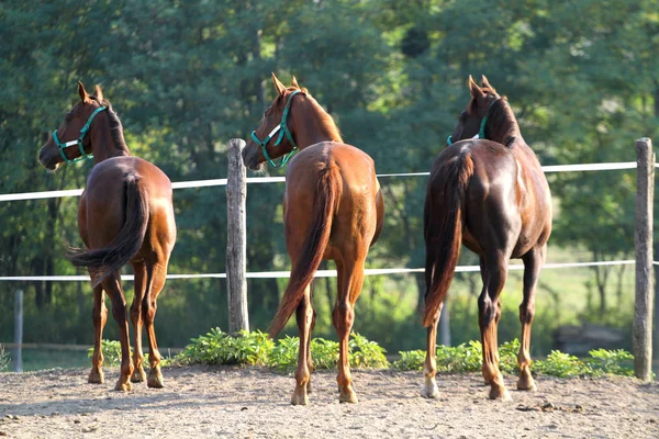Puro jovem húngaro gidran stallionss de pé no verão c — Fotografia de Stock