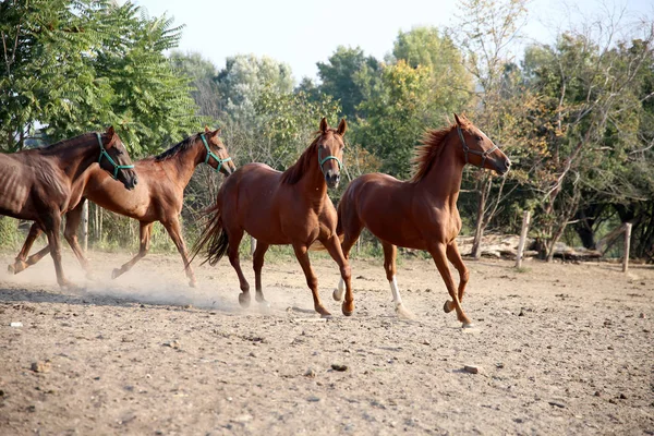 Młody kasztan kolorowy koni w pinfold — Zdjęcie stockowe