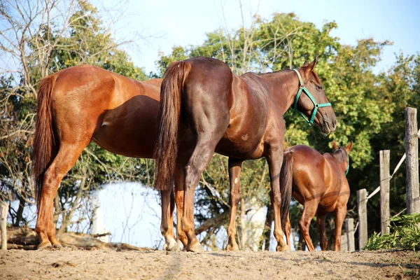Hästarna står i Hagen mot elstängsel — Stockfoto