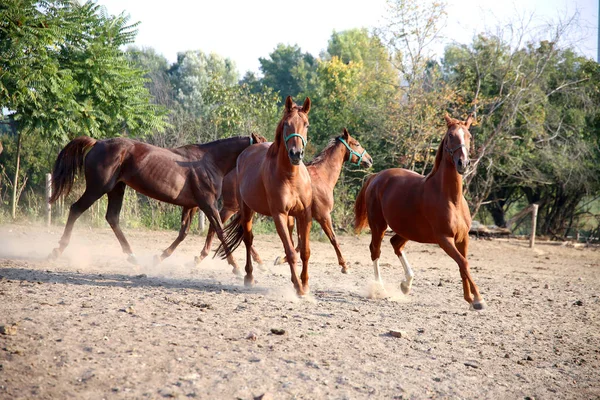 Berkembang biak muda lapar gidran kuda canter di Corra musim panas — Stok Foto