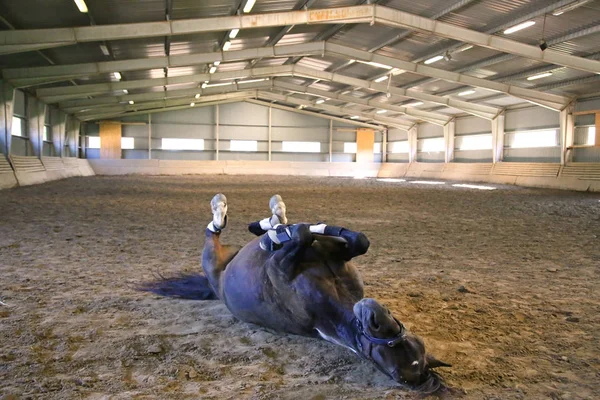 Foto de un caballo de silla rodando en el polvo en la sala de equitación vacía — Foto de Stock