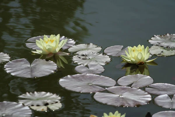 Жовта квітка лілії води розквітає в озері літній час — стокове фото