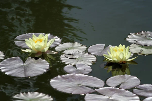 Водяна лілія як квітка лотоса, що цвіте в чистому водяному озері літо — стокове фото