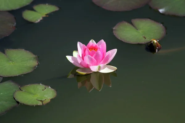 Рожева вода квітка лілії цвіте в озері літній час — стокове фото