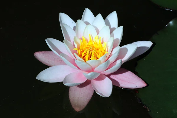 Рожева вода лілія типу квітка лотоса, що розквітає в чистому водяному озері літній час — стокове фото