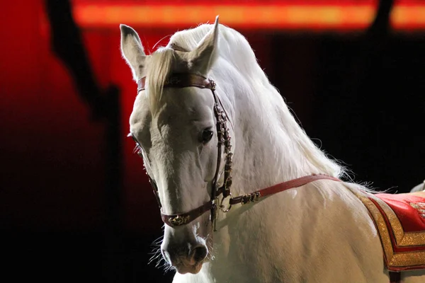 Side view porträtt av ett fullblod lipizzaner-häst — Stockfoto