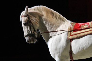 Bir safkan lipizzaner aygır closeup