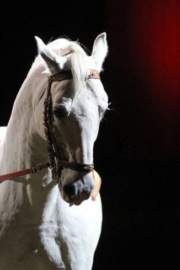 Kırmızı ışıklar karşı poz gri lipizzaner aygır